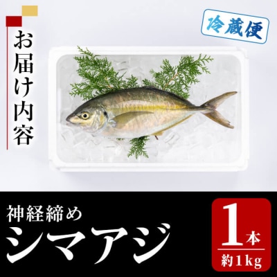 鮮魚 シマアジ (1本・約1kg)