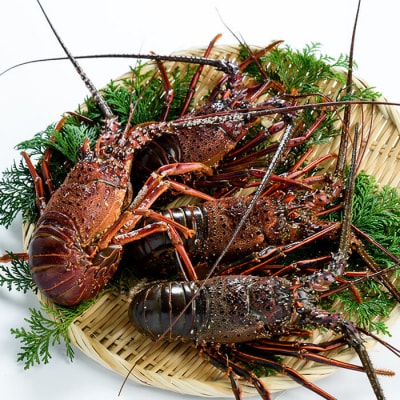 <期間限定>大分県産 伊勢海老 (計1kg・約2～5尾)