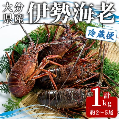 <期間限定>大分県産 伊勢海老 (計1kg・約2～5尾)