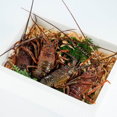 <期間限定>大分県産 伊勢海老 (計1kg・約2～5尾)