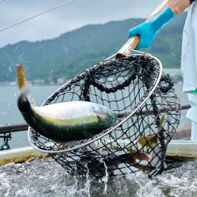 <期間限定>大分県産 伊勢海老 (計1kg・約2～5尾)