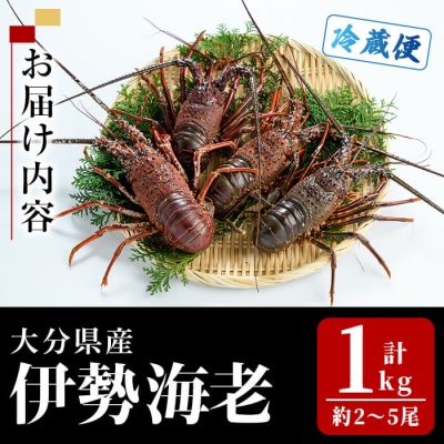 <期間限定>大分県産 伊勢海老 (計1kg・約2～5尾)
