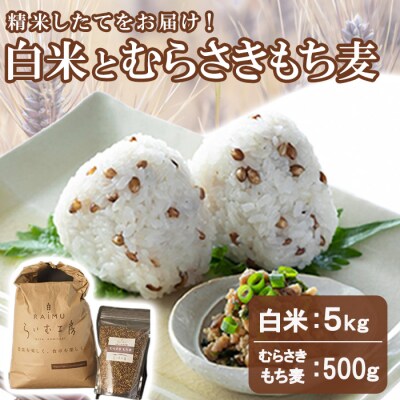  白米(5kg)&むらさきもち麦(500g)