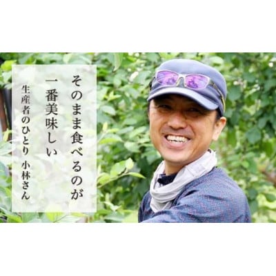 【訳あり】 サンふじ 約3kg(6～12玉)