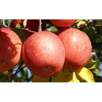 長野県産 季節の旬のりんご 約3kg 6～12玉