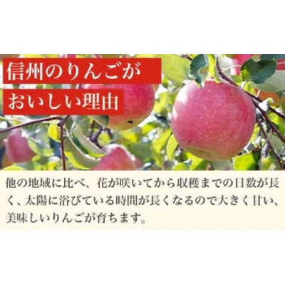 [訳あり] 旬のりんご 約3kg 6～14玉