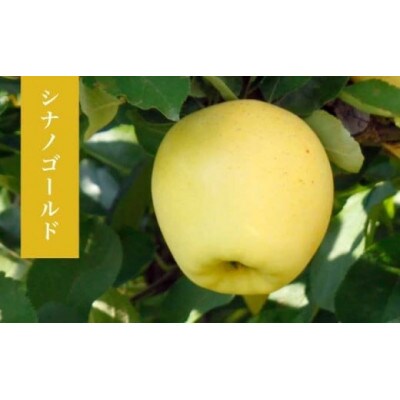 【2026年発送】シナノゴールド 約5kg 10～18玉