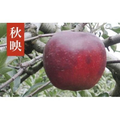 【2026年発送】秋映 約5kg 10～18玉