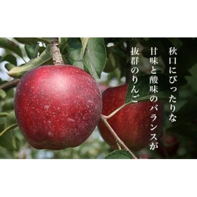 【2026年発送】秋映 約5kg 10～18玉