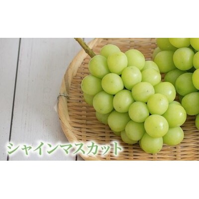 蔵出し冬のシャインマスカット 約600g 1房