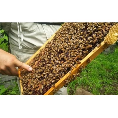 国産 はちみつセット ( 栗・りんご ) 160g × 2種