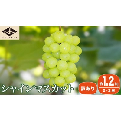 【2026年発送】【訳あり】シャインマスカット 約1.2kg 2～3房 [A-228]