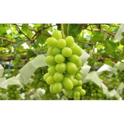 【2026年発送】【訳あり】シャインマスカット 約1.2kg 2～3房 [A-228]
