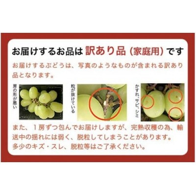 【2026年発送】【訳あり】シャインマスカット 約1.2kg 2～3房 [A-228]