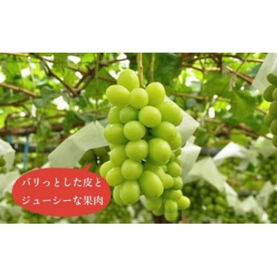 【2026年発送】高級ぶどう味比べ詰合せ ナガノパープル & シャインマスカット 約2kg 3～4房