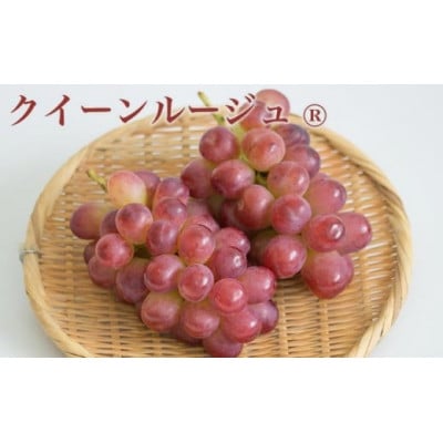 【2026年発送】シャインマスカット&クイーンルージュ_ 約2kg 3～4房