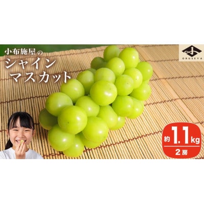 【2026年発送】シャインマスカット 約1.1kg 2房