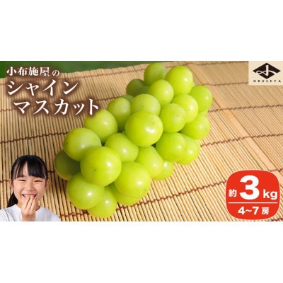 【2026年発送】シャインマスカット 約3kg 4～7房