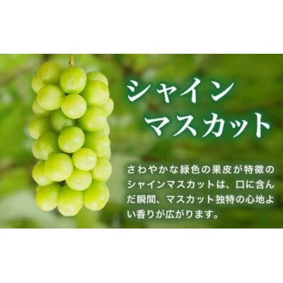 【2026年発送】シャインマスカット1房とりんご2玉 詰め合わせ