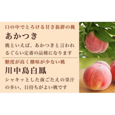 旬の白桃 約900g 2～4玉