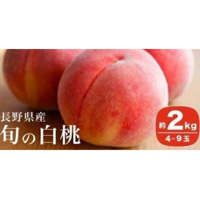 旬の白桃 約2kg 4～9玉