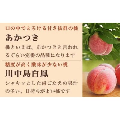 旬の白桃 約3kg 6～13玉