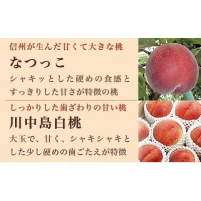 旬の白桃 約3kg 6～13玉