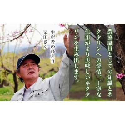 旬のネクタリン 約1.8kg 5～15玉