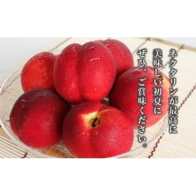 旬のネクタリン 約1.8kg 5～15玉