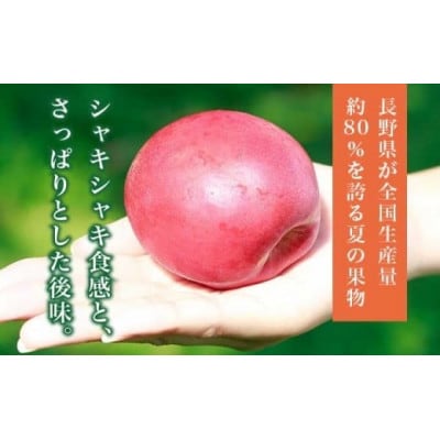 旬のネクタリン 約2.8kg 8～25玉