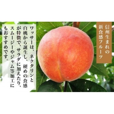 ワッサー 約2kg 4～9玉