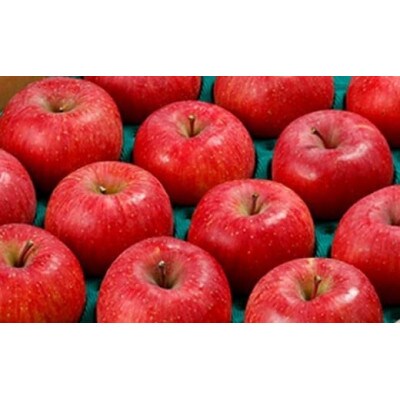 サンふじ 贈答用 約5kg 10～18玉