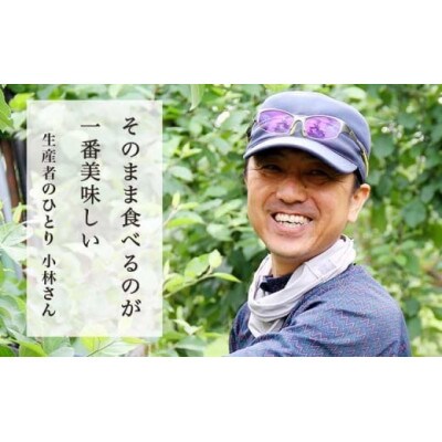 サンふじ 贈答用 約5kg 10～18玉