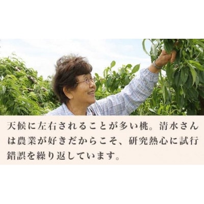 あかつき 約3kg 7～12玉