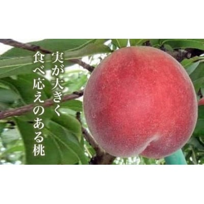 なつっこ(白桃) 約3kg 7～12玉