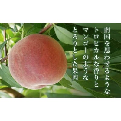 黄金桃 約3kg 7～12玉