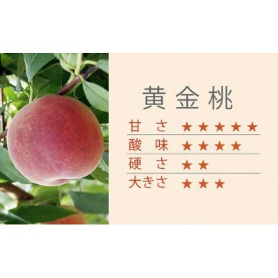 黄金桃 約3kg 7～12玉