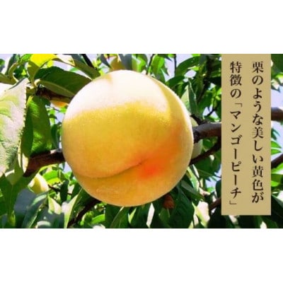 黄金桃(有袋) 約3kg 7～12玉