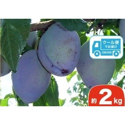 長野県産 旬のプルーン 約2kg
