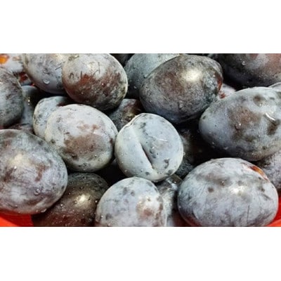 長野県産 旬のプルーン 約2kg