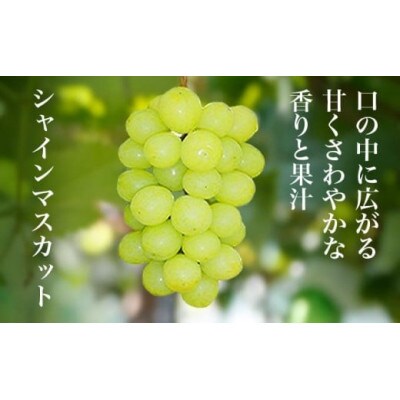 【訳あり】シャインマスカット&ナガノパープル 約1.5kg 3～5房