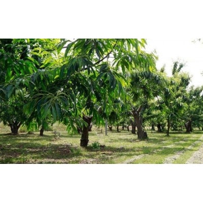 小布施栗(無燻蒸生栗) 約1kg