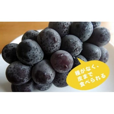 ナガノパープル 約1.3kg 2～3房
