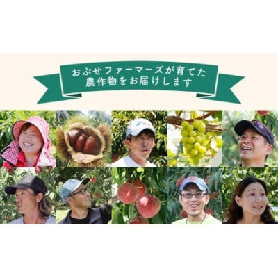 冬に食べるシャインマスカット 約500g 1房　[F-547]