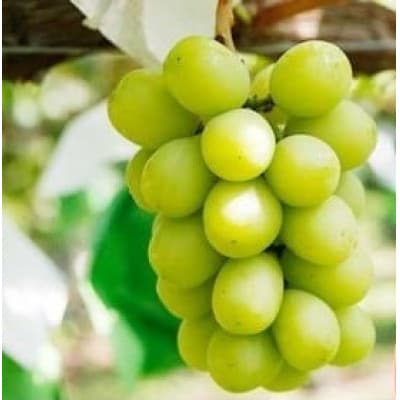 冬に食べるシャインマスカット 約2kg 3～5房[FC-1]