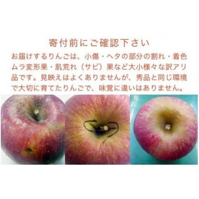 【訳あり】 サンふじ 約3kg 6～12玉