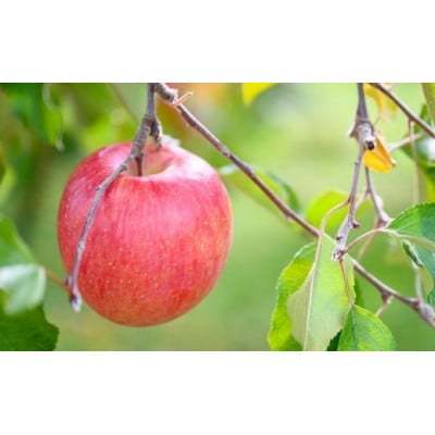 【訳あり】 サンふじ 約10kg 26～40玉