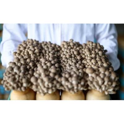 ぶなしめじ 300g × 6袋