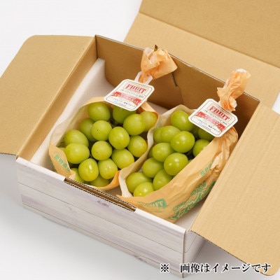 【2026年9～10月発送】JAながの　須高産　シャインマスカット　約1.2kg　2～3房入り