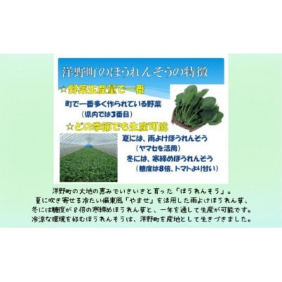 洋野ほうれん草めん200g×6袋